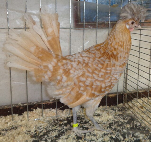 File:Poule Appenzelloise huppée chamois 2.jpg