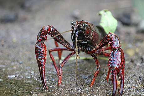 File:Procambarus clarkii.jpg