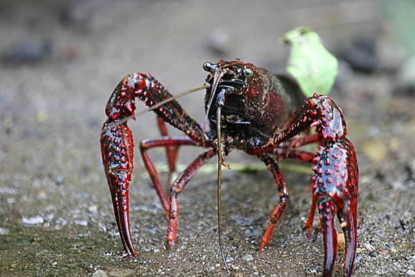 Image: Procambarus clarkii