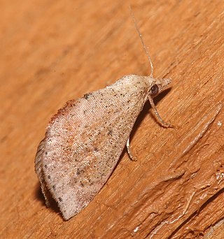 <i>Proroblemma testa</i> Species of moth