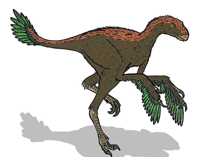 File:Protarchaeopteryx 4713.JPG