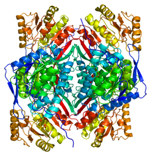 <span class="mw-page-title-main">ALDH1A2</span> Protein-coding gene in the species Homo sapiens