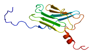 CACYBP Protein-coding gene in the species Homo sapiens