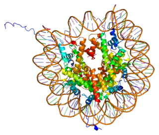 <span class="mw-page-title-main">HIST1H2AE</span> Protein-coding gene in the species Homo sapiens