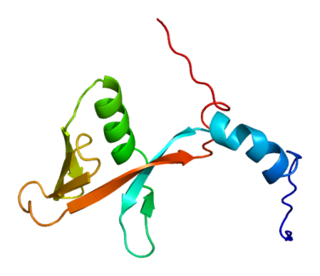 RNF146 protein-coding gene in the species Homo sapiens