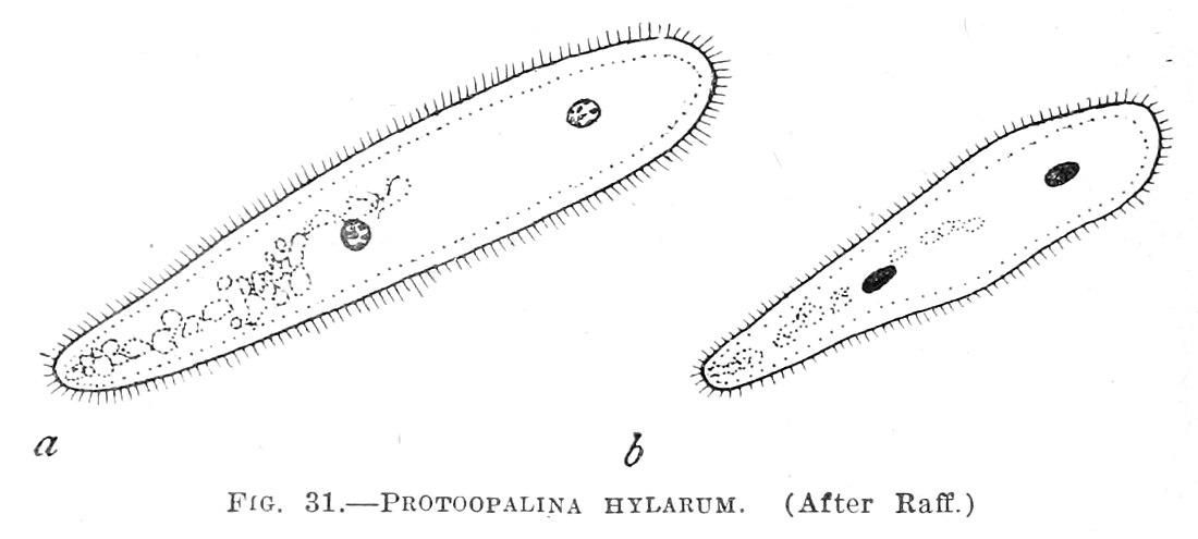 Protoopalina hylarum