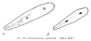 <i>Protoopalina hylarum</i> Species of single-celled organism