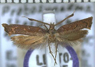 <i>Protosynaema steropucha</i> Species of moth endemic to New Zealand