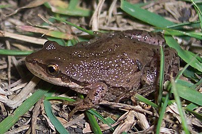 Boreal chorus frog