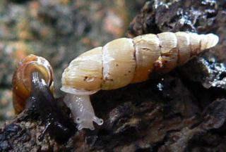 <i>Pseudofusulus</i> Species of gastropod