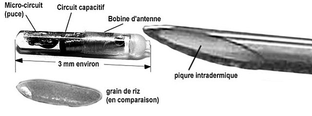 concept de puce électronique pour animaux de compagnie. seringue