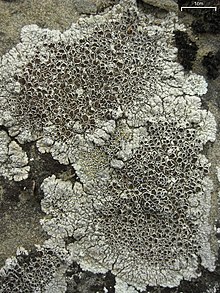 Kembung Cekung Disk Lichen (3815615831).jpg