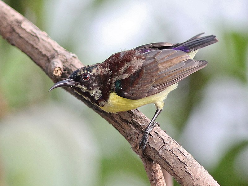 File:Purple-RumpedSunbird Molting.jpg