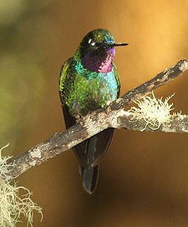 <span class="mw-page-title-main">Purple-throated sunangel</span> Species of hummingbird