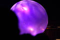 Purple sphere (5892733217).jpg