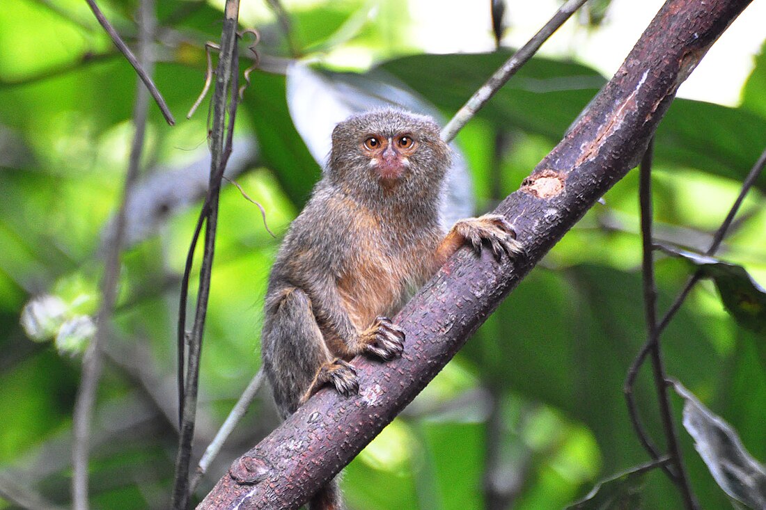 Cebuella pygmaea