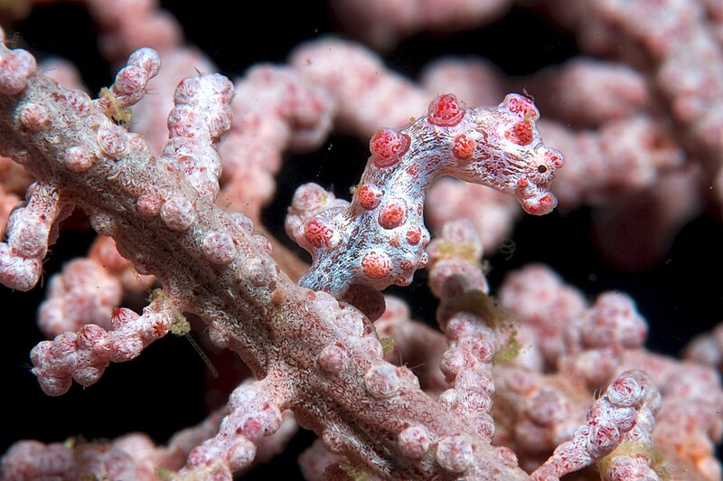 File:Pygmy seahorse.jpg