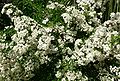 Pyracantha koidzumii