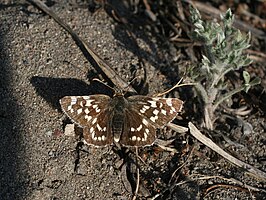 Pyrgus maculatus