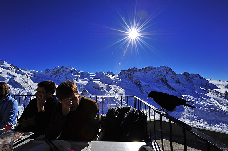 File:Pyrrhocorax graculus -Gornergrat Observatory, Switzerland -alps-8.jpg