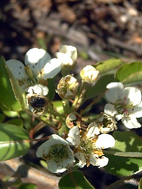 Flores de Pyrus bourgaeana