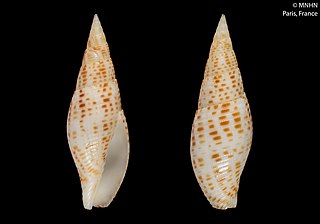 <i>Quasimitra raphaeli</i> Species of gastropod