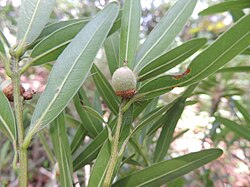 Quercus Mulleri.jpg