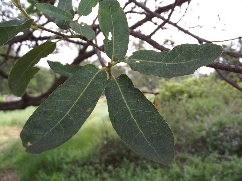 File:Quercus engelmannii.jpg