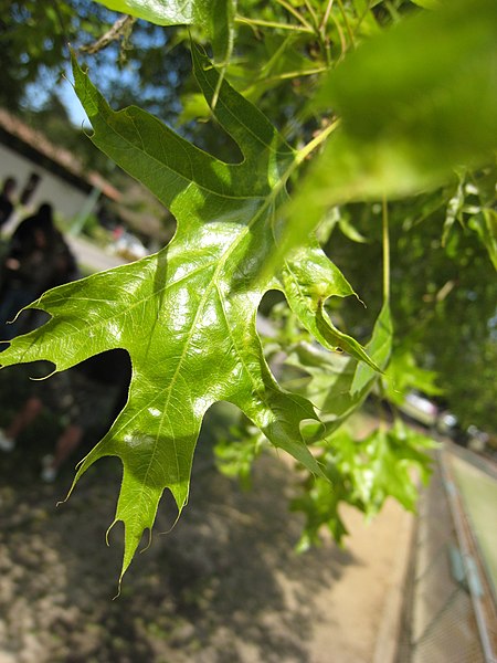 File:Quercus palustris 2 (nautical2k).jpg