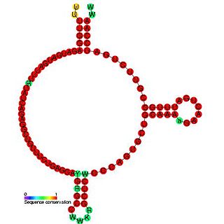 <span class="mw-page-title-main">Small nucleolar RNA Z119</span> RNA molecule