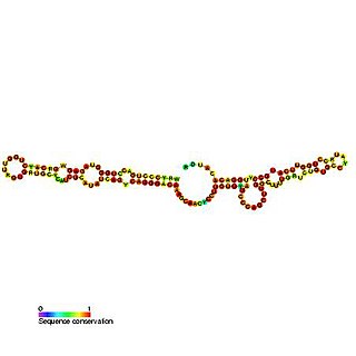 <span class="mw-page-title-main">Small nucleolar RNA SNORA48</span>