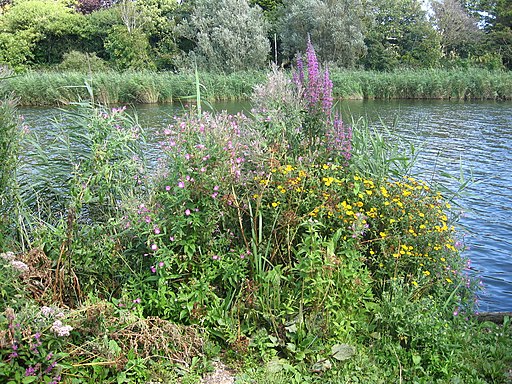 Radipole Flora - geograph.org.uk - 1777599