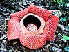 Rafflesia can grow as big as one metre in diameter