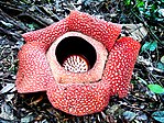 Rafflesia arnoldi - panoramio.jpg