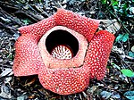 Rafflesia arnoldi - panoramio.jpg