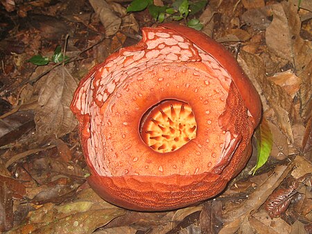 Fail:Rafflesia_at_Gunung_Tahan.jpg