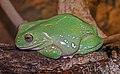 * Nomination Australian green tree frog (Ranoidea caerulea), Wilhelma, Stuttgart --Llez 05:18, 6 August 2022 (UTC) * Promotion  Support Good quality. --Ermell 12:47, 6 August 2022 (UTC)