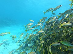 Protecting Fauna of St Brandon Atoll