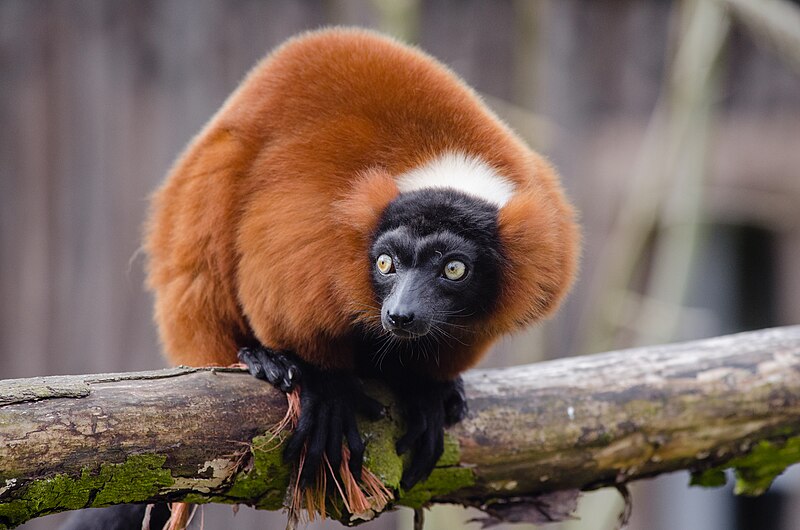 File:Red-Ruffed Lemur (16279104723).jpg