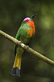 Red-bearded Bee-eater - Kang Kra Chan - Thailand S4E4569 (14258355154).jpg