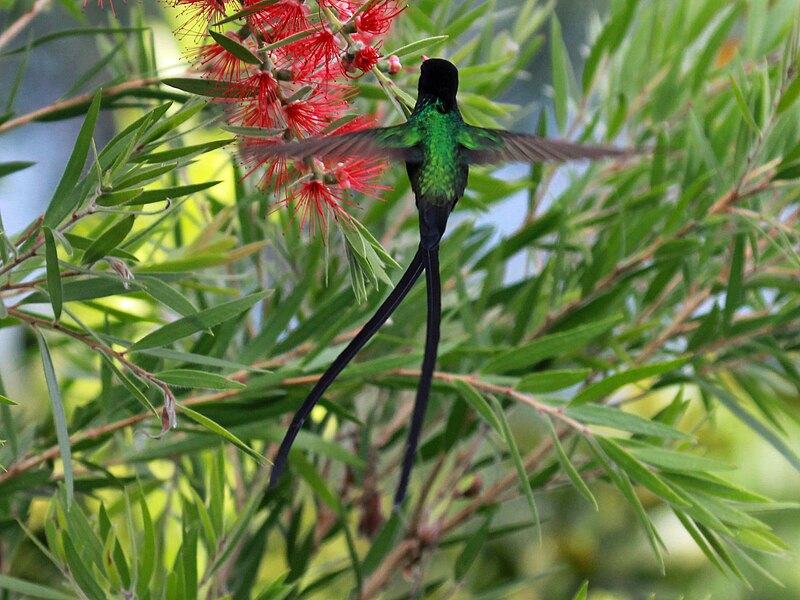 Red-billed Streamertail male RWD5.jpg