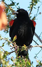 Thumbnail for File:Red-winged blackbird in Petaluma - California - Sarah Stierch.jpg