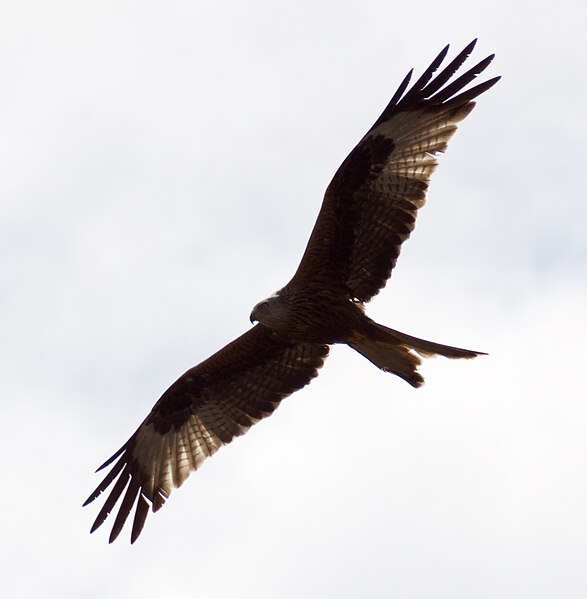 File:Red Kite 6a (4579214735).jpg