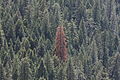 Red tree among green trees (Yosemite National Park, California, USA)