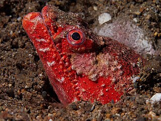 <span class="mw-page-title-main">Reptilian snake eel</span> Species of fish