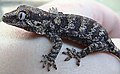 Juvenile gargoyle gecko