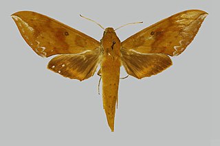 <i>Rhagastis olivacea</i> Species of moth