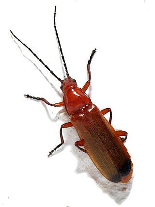 <i>Rhagonycha fulva</i> Species of beetle