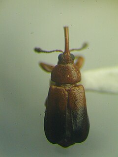 <i>Rhopalotria</i> Genus of beetles