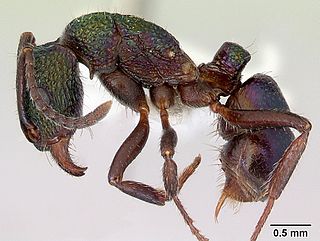 <i>Rhytidoponera</i> Genus of ants